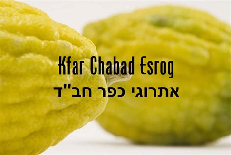 Kfar Chabad Aleph Esrog