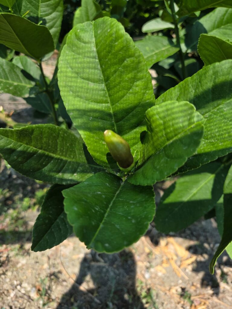 Young Esrog beginning to blossom