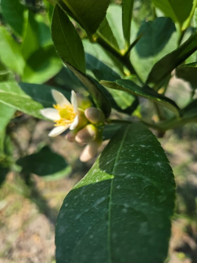 Etrog as it begins to flower